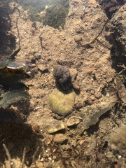 Pagurus bernhardus