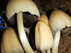 Coprinellus