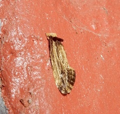 Tineidae