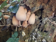 Coprinellus