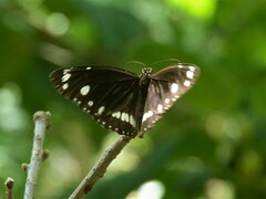 Euploea core corinna