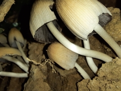 Coprinellus