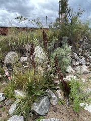 Rumex aquaticus
