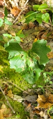 Arnoglossum