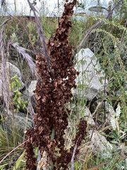 Rumex aquaticus