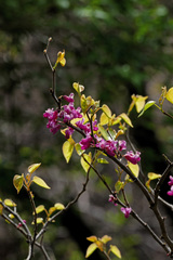 Cercis chinensis