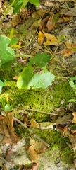 Arnoglossum