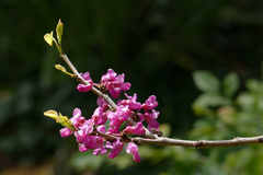 Cercis chinensis