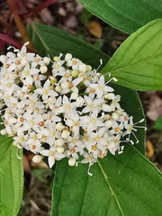 Cornus alba