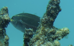 Stethojulis bandanensis