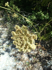 Silphiodaucus hispidus