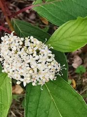 Cornus alba