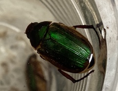 Anomala corpulenta