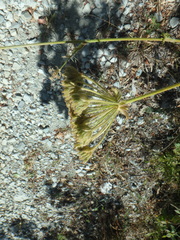 Silphiodaucus hispidus