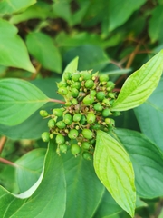 Cornus alba