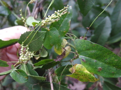 Dioscorea transversa