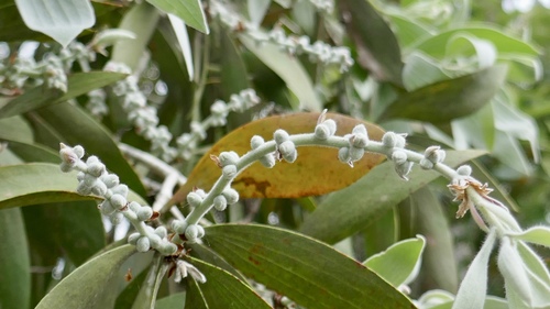 Image of Melaleuca dealbata by (c) Brendan McIntyre, some rights reserved (CC BY)