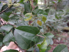 Dioscorea transversa