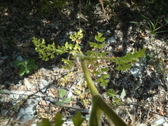 Silphiodaucus hispidus
