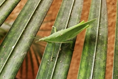 Atractomorpha lata