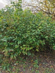 Cornus alba
