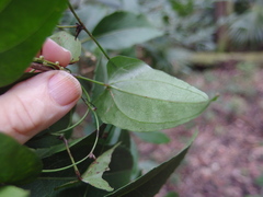 Dioscorea transversa