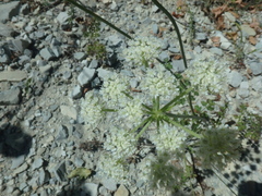 Silphiodaucus hispidus