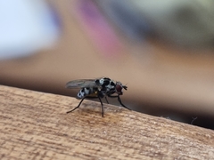 Anthomyia pluvialis