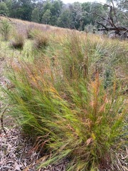Baloskion tetraphyllum
