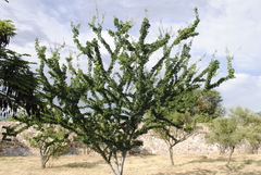 Pithecellobium dulce