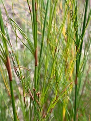 Baloskion tetraphyllum