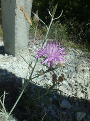 Centaurea