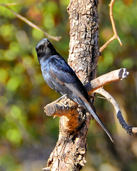 Melaenornis pammelaina