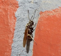 Myrma