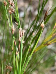 Baloskion tetraphyllum