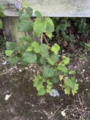 Ampelopsis