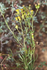 Senecio burchellii