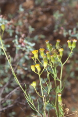 Senecio burchellii