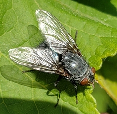 Calliphora vicina