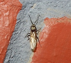 Myrma