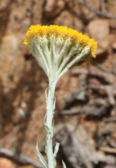 Helichrysum hebelepis