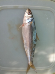 Sardinella longiceps
