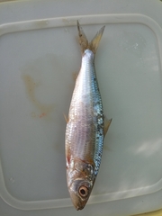 Sardinella longiceps