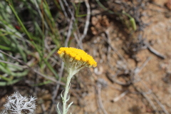 Helichrysum hebelepis