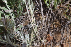 Helichrysum hebelepis