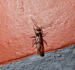 Myrma