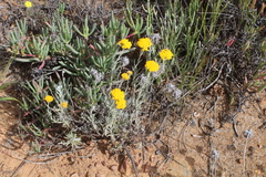 Helichrysum hebelepis