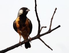 Charitospiza eucosma