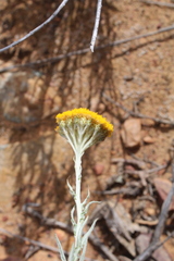 Helichrysum hebelepis