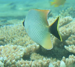 Chaetodon trifascialis